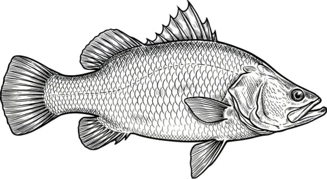 Barramundi