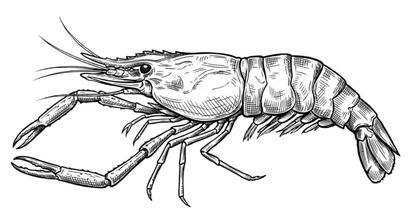 Freshwater Prawn