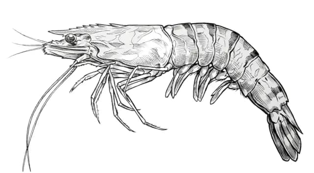 Giant Tiger Prawn
