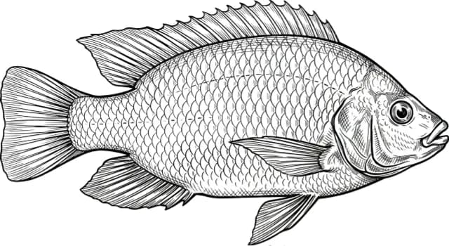 Tilapia