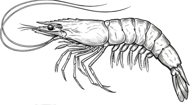 Pacific Whiteleg Shrimp
